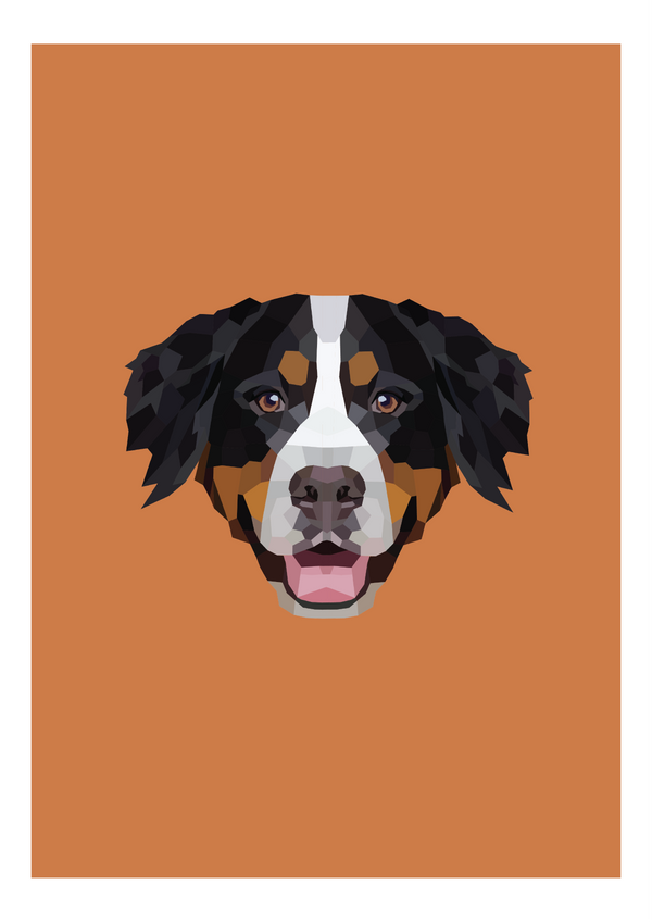 #11 - Bernese Mountain Dog