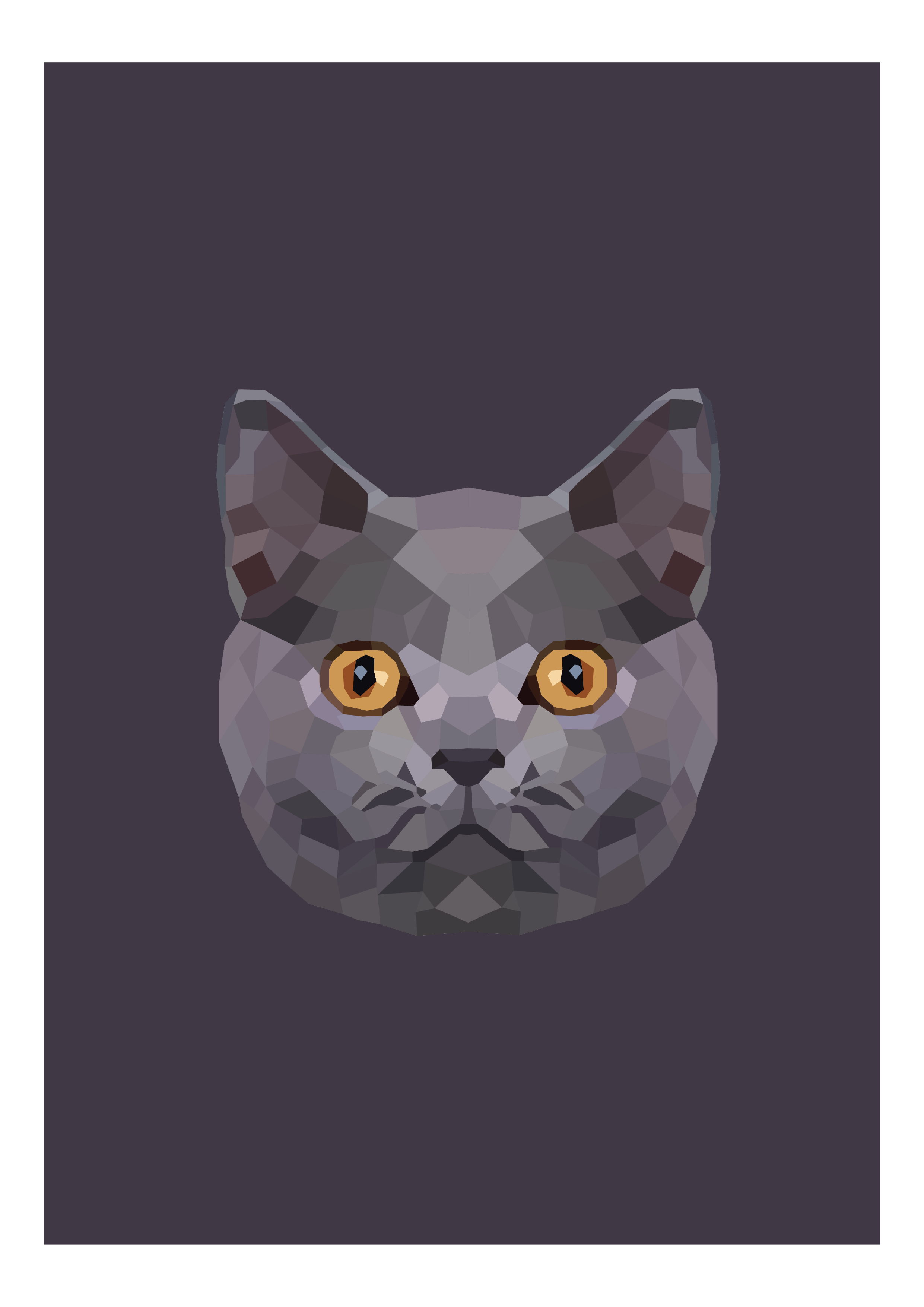 #12- Shorthair Cat