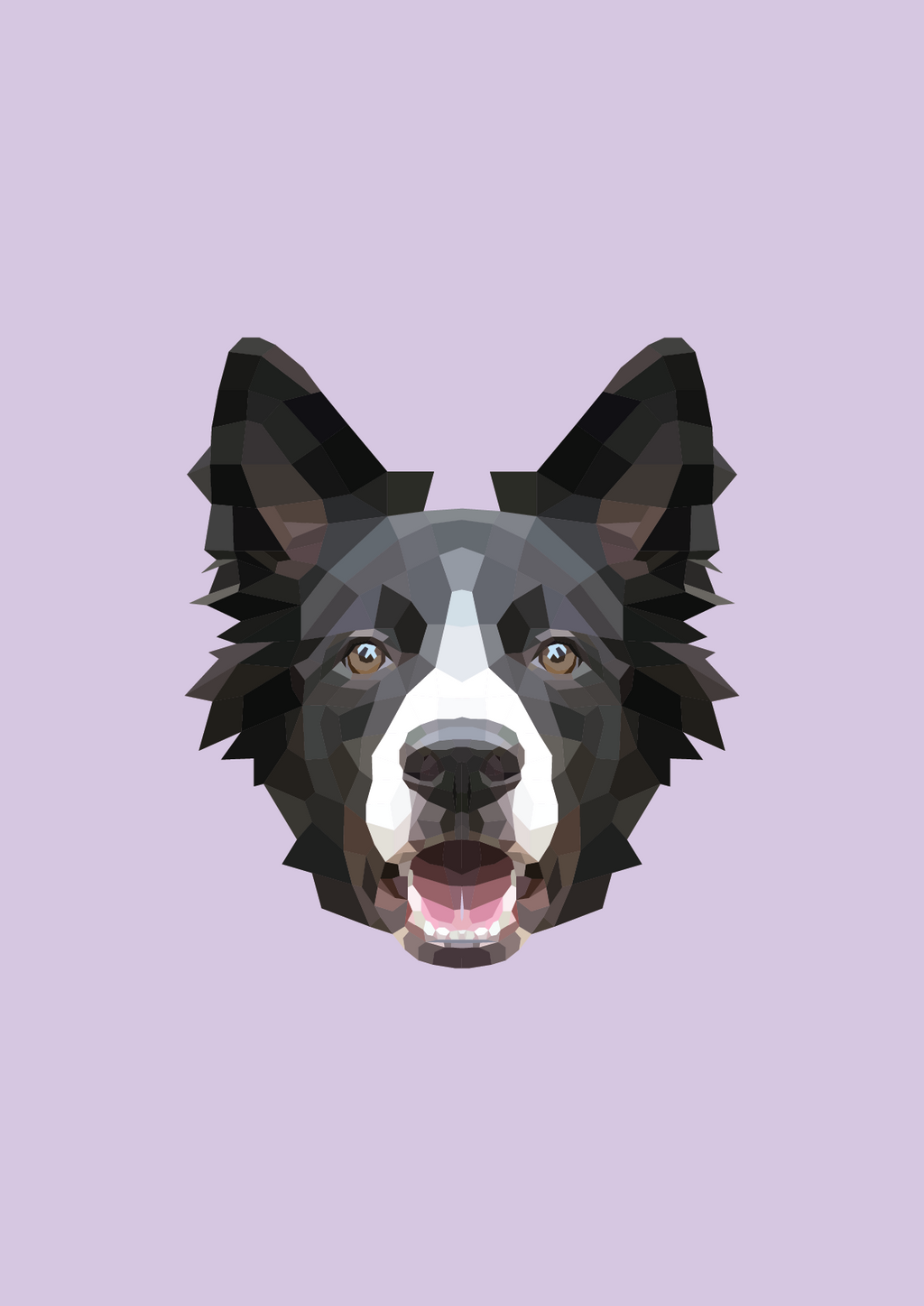#43 - Border Collie