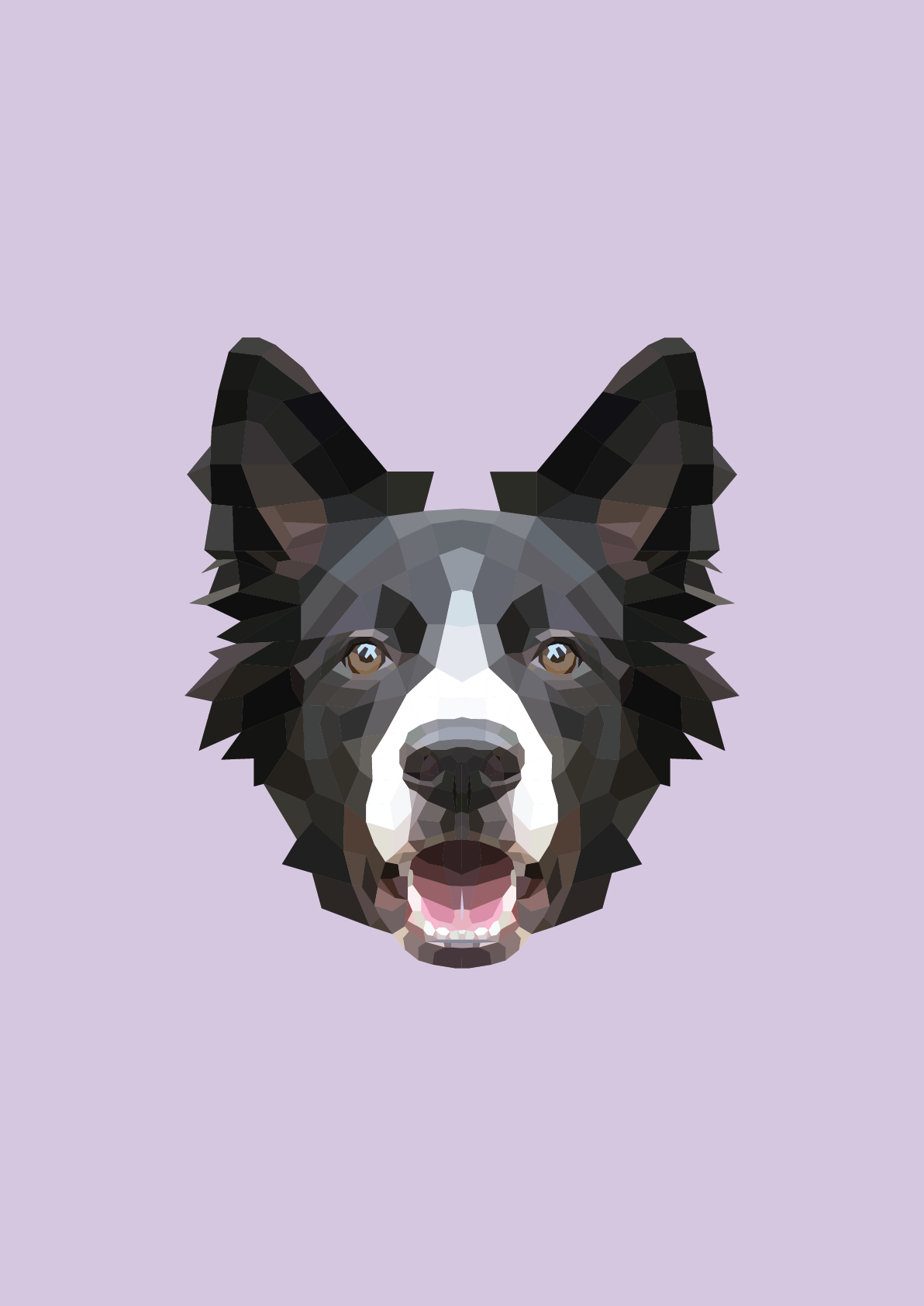 #43 - Border Collie