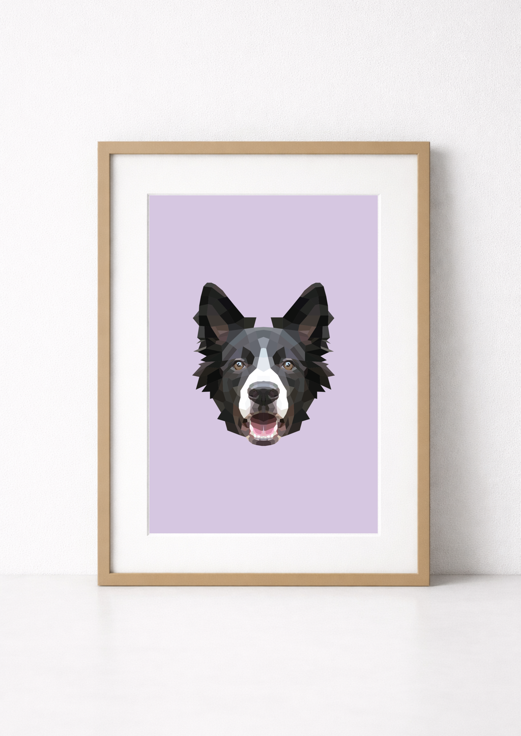 #43 - Border Collie